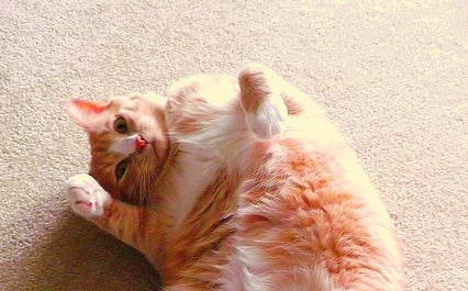Orange tabby cat stretching on its back