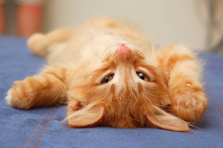 Orange tabby kitten lying on back on a blue sofa.