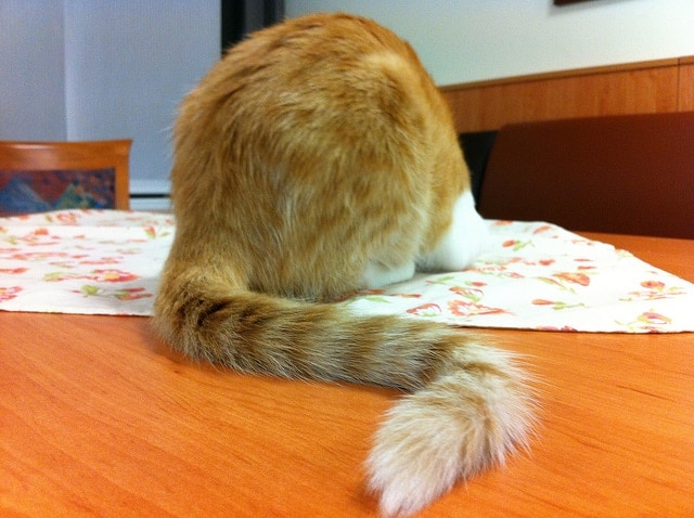 Backside view of orange striped tabby cat with curved tail