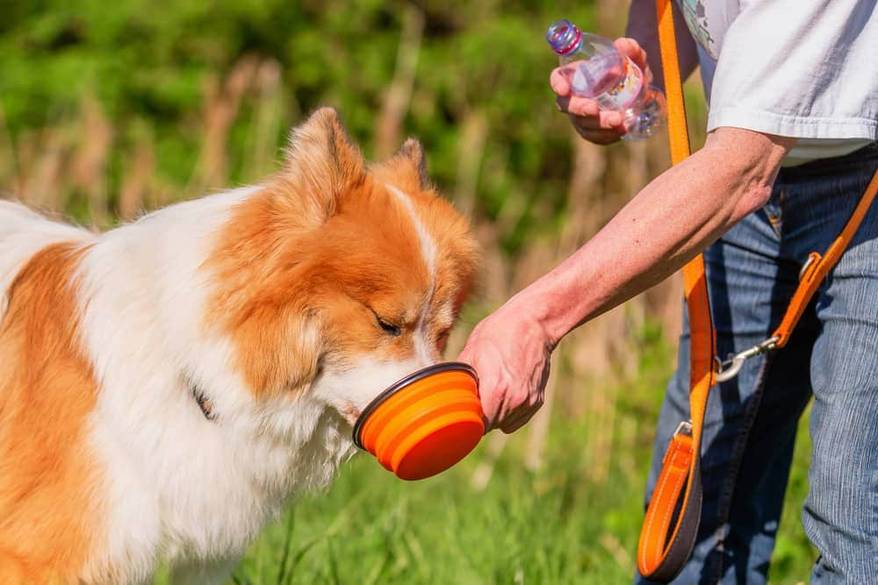 orange-white-dog-drinking-from-collapsible-water-bowl-SW Large fluffy dog drinking from a collapsible water bowl