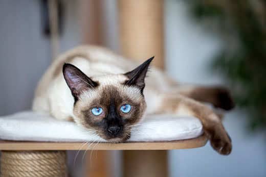 Pet animal, siamese kitten cat Pet animal, siamese kitten cat