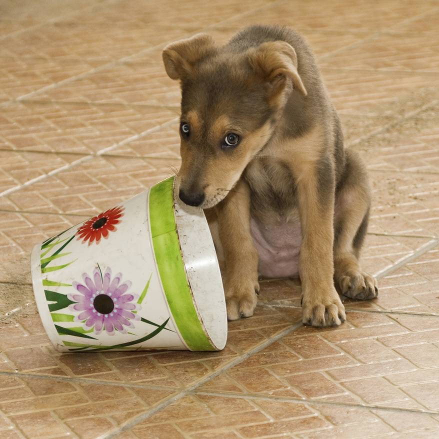 puppy-looking-guilty Puppy looking guilty next to flowered bucket.