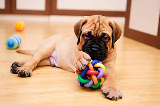 Puppy mastiff plays with colorful chew toy while lying on wood floor.