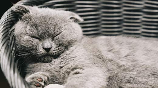 scottish-fold-asleep-in-basket-SW Gray Scottish Fold cat sleeping in a basket.
