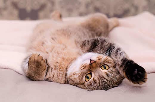 scottish-fold-cat-lying-on-back-SW Scottish Fold cat, brown tabby lying belly up on its back.