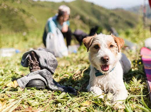 scruffy-dog-lying-around-mountain-campsite-SW Scruffy looking dog lying in mountain grass with campsite blurred in background
