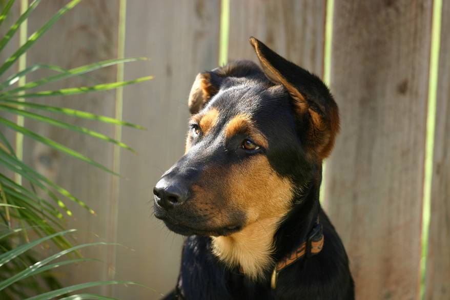 shepherd-mutt-with-one-ear-up Shephered mutt, one ear up and one ear down.