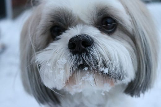 Shih Tzu standing in a snowy scene.