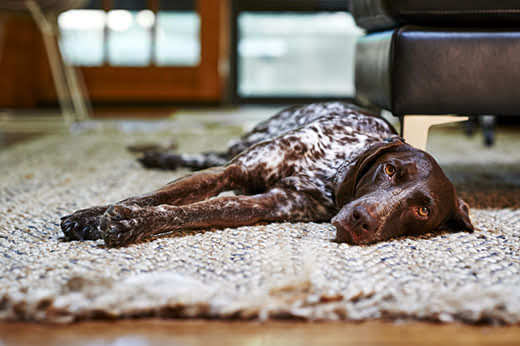 Tired German shorthair pointer sleeping on the floor