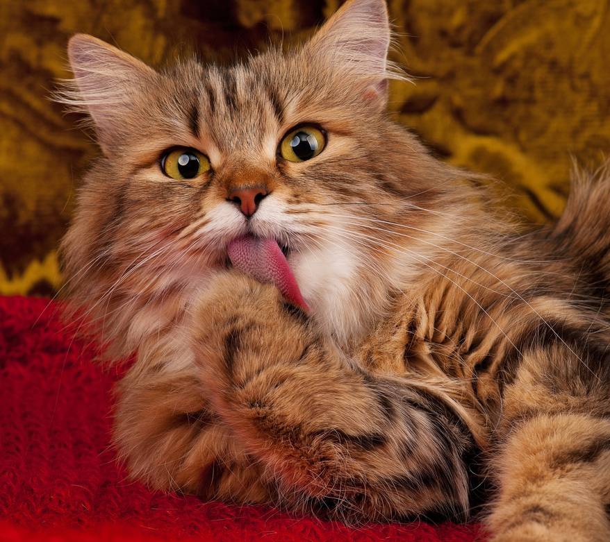 siberian-cat-licking-itself Long, brown-haired cat with big yellow eyes licks its paw.