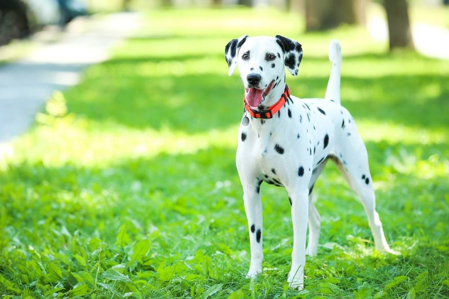 Dalmatian dog playing on the grass in the park