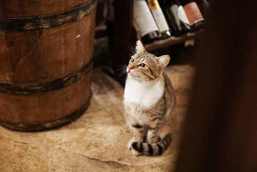 striped-cat-sitting-next-to-wine-barrel-SW Striped cat sitting next to wine barrel, bottles of win blurred in background.