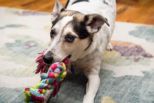 terrier-mix-plays-tug-of-war-with-rope-toy-SW A terrier mix plays tug with colorful rope toy.