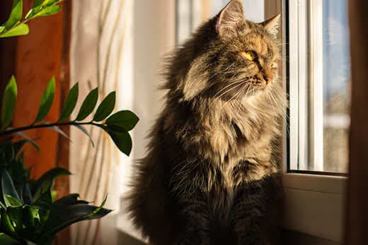 long-hair brownish-gray cat sitting in front of window lit up by sun