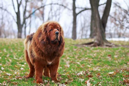 Tibetan Mastiff standing in a park on the grass during fall.