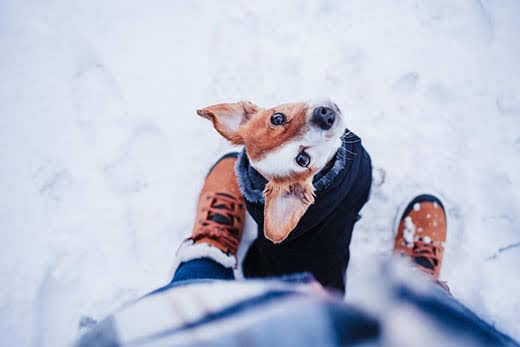 top view of cute jack russell dog wearing coat standing by owner legs on snowy landscape during winter, hiking and adventure with pets concept top view of cute jack russell dog wearing coat standing by owner legs on snowy landscape during winter, hiking and adventure with pets concept