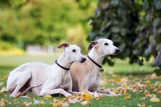 Two cream colored whippet dogs lying down outdoors together next to a tree.