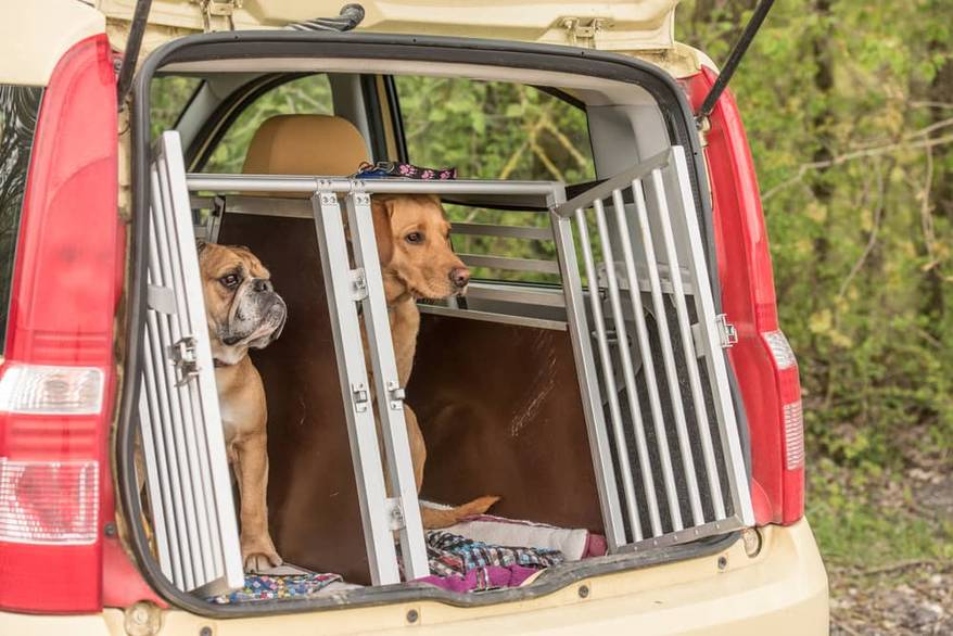 two-dogs-in-car-kinnel-SW Golden retriever and continental bulldog in the kennel of a car