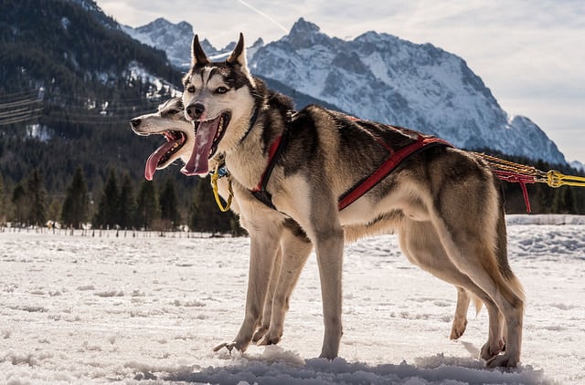 two-sled-dogs-in-snowy-mountains Two sled dogs in the snowy mountains