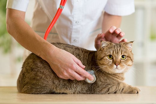 Vet checks a cats vitals using a stethoscope.