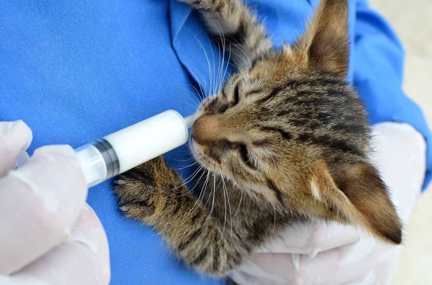 vet-feeding-kitten-with-syringe Vet feeding a kitten with a syringe