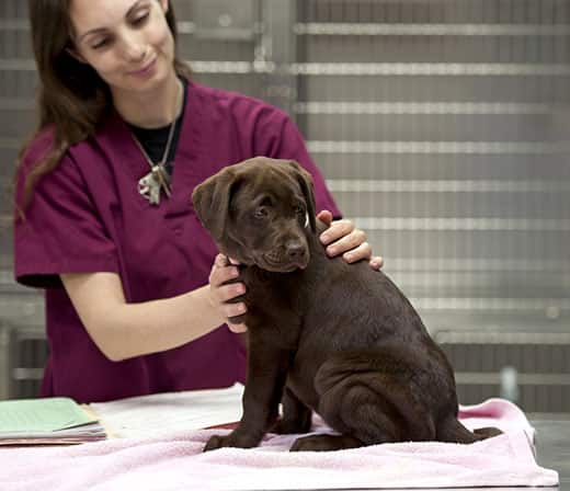 vet-tech-with-chocolate-lab-puppy-SW Veterinary technician with a chocolate lab puppy