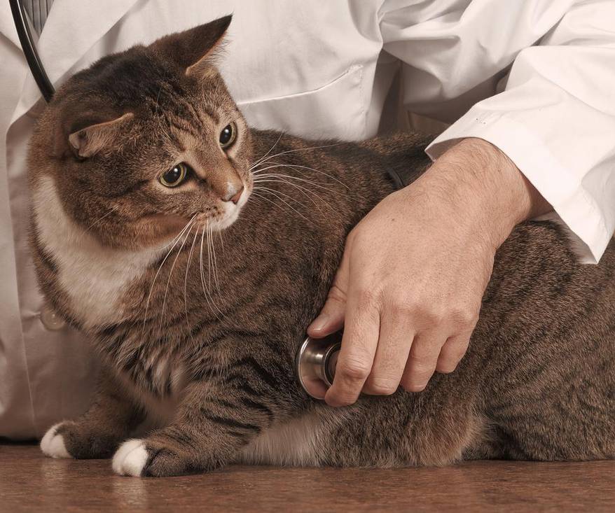 Veterinarian examining a cat