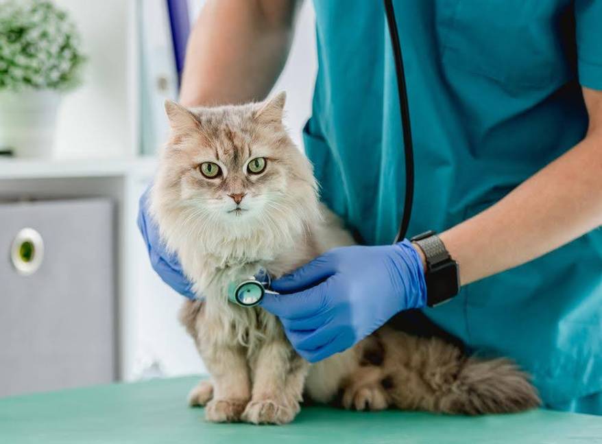 veterinary clinic with cat