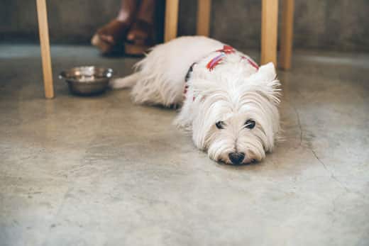 west-highland-terrier-laying-on-concrete-floor-SW West Highland White Terrier laying on a concrete floor.