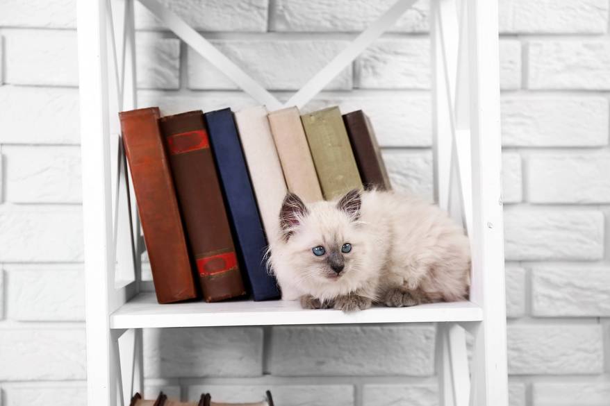 White long-haired kitten on shelf with books on light background