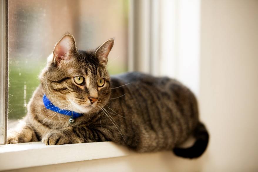 Window Cat Pet tabby cat laying in a residential window. Shallow depth of field with focus on eyes.
