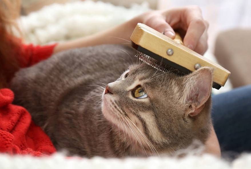 Woman combing cat with brush on couch, close up