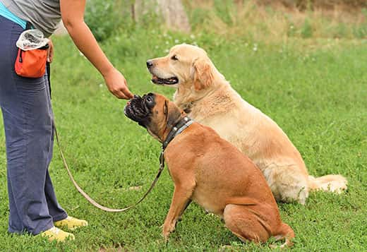 woman-gives-treats-to-two-dogs Woman gives a treat to a boxer sitting at the park, while a golden retriever sits next to him.