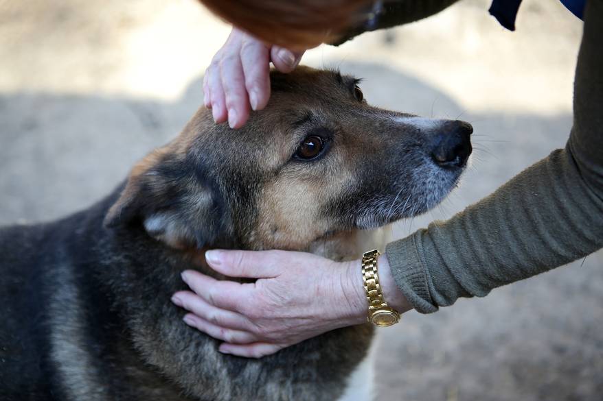 woman-petting-german-shepherd-mix Woman petting German shepherd mix on the head.