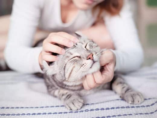 Woman scratching the head of a content looking cat with gray strips.