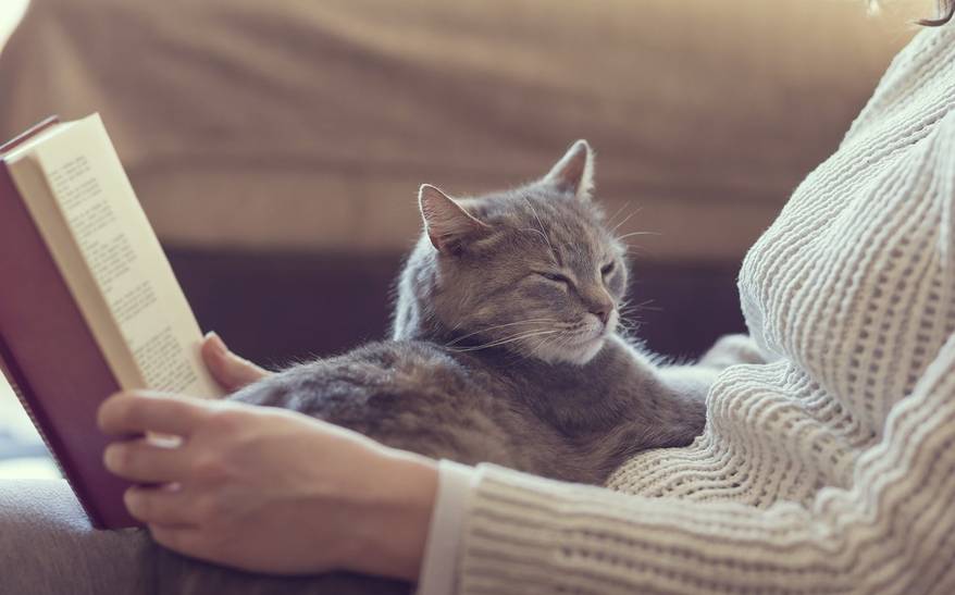 woman-reading-book-with-cat-in-lap-SW Gray cat lying in lap of woman reading a book.