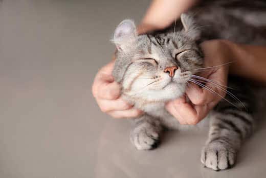 woman-scratching-relaxed-gray-cats-chin-SW Human hands scratching the chin of a relaxed, gray cat.