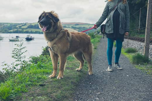 woman-walking-leonberger-by-river-SW A young woman is walking a giant dog by a river