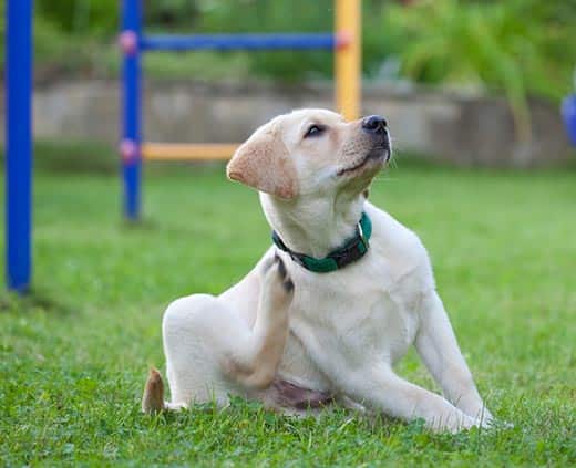 Yellow lab puppy in green collar, scratches neck near playground outdoors.
