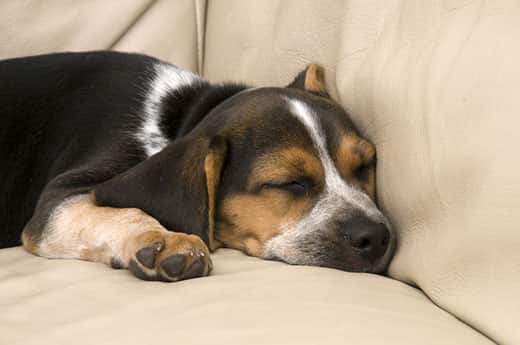 young beagle dog sleeping on a couch