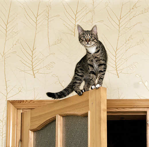 young-cat-standing-on-top-of-a-wooden-door-SW young cat standing on top of an open door.