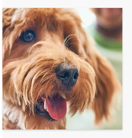 Chien heureux
