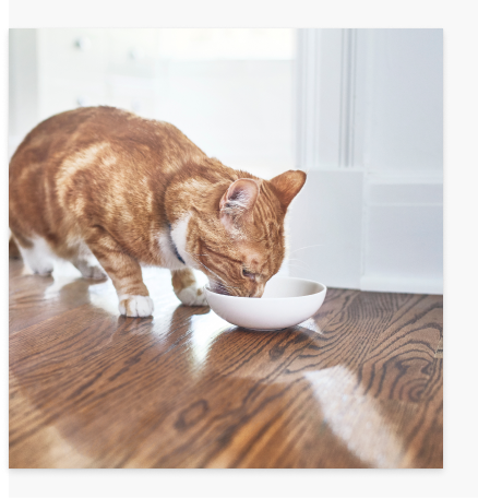 Chat mangeant de la nourriture