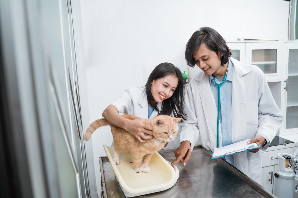 Cat with a veterinarian