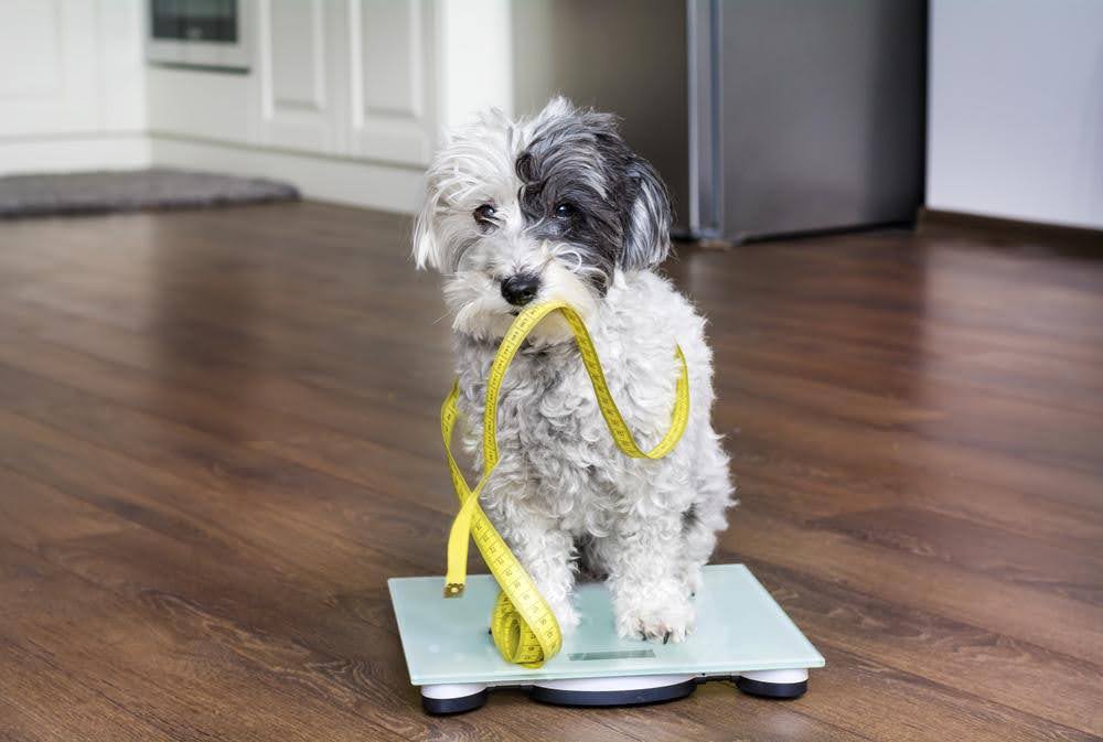 small dog on a weighing scale with a measuring tape around him