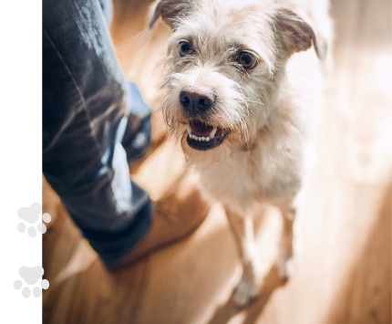 Chien mangeant