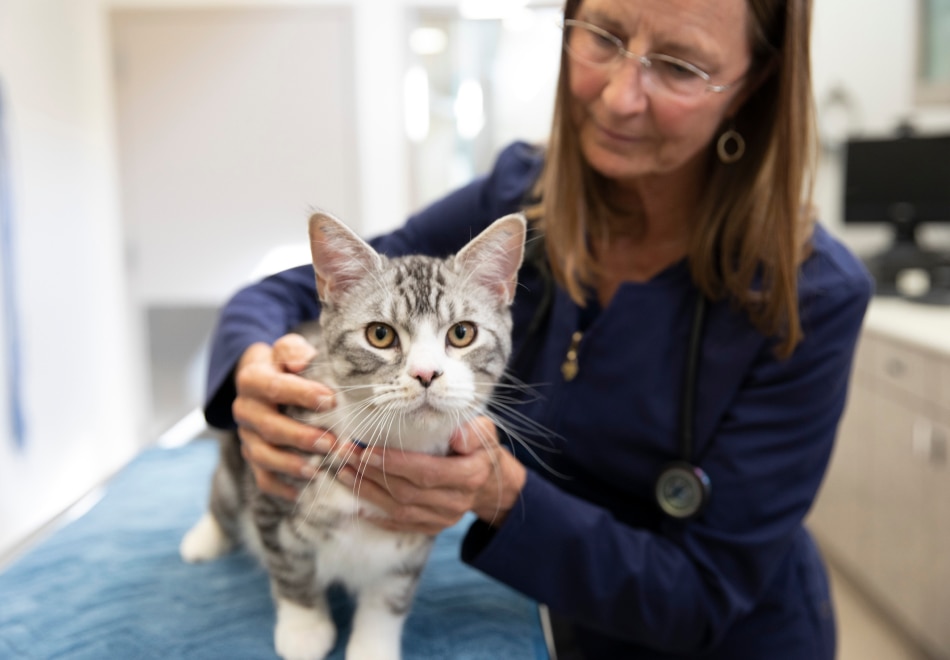 Chat chez le vétérinaire