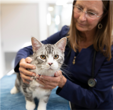 Chat chez le vétérinaire