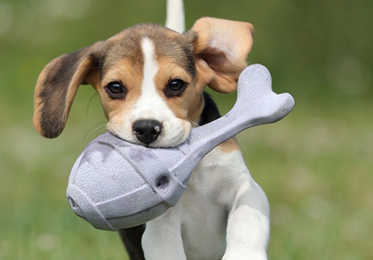 Chiot courant avec un jouet dans sa bouche