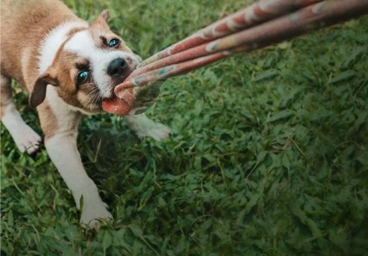 Chiot arrachant un vêtement à une personne